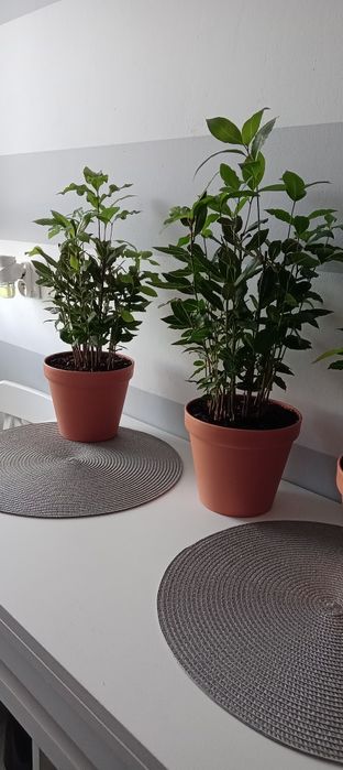 Wawrzyn liść laurowy