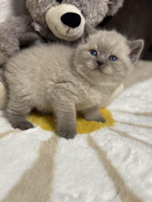 Kocur Brytyjski Point Kot ColorPoint  Kotek