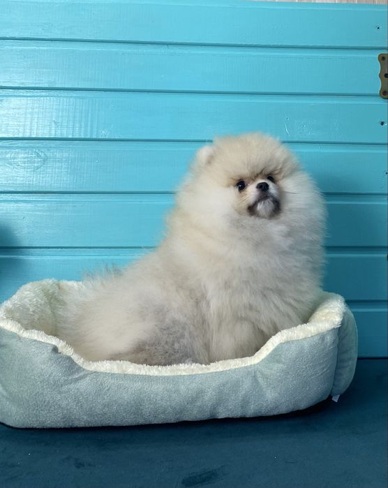 Померанський шпіц, хлопчик 3 місяців, FCI