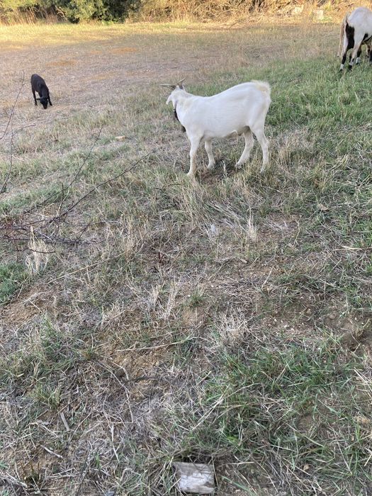 Boa tarde tenho para venda as cabras que se encontram nas fotos