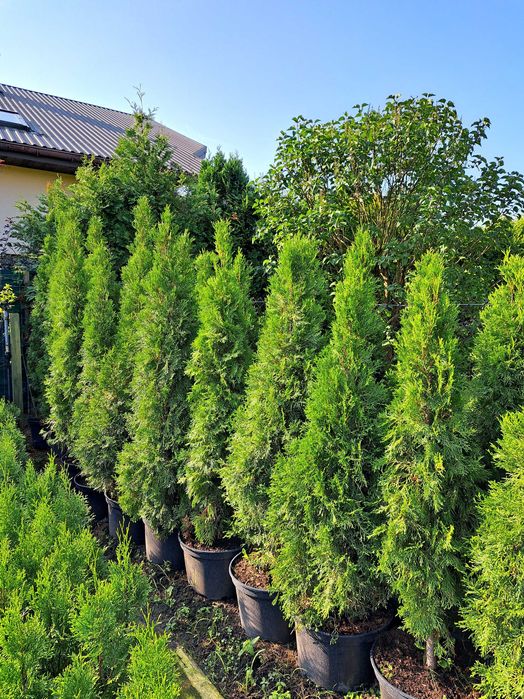 Tuja Szmaragd 150-200cm w donicach 30l