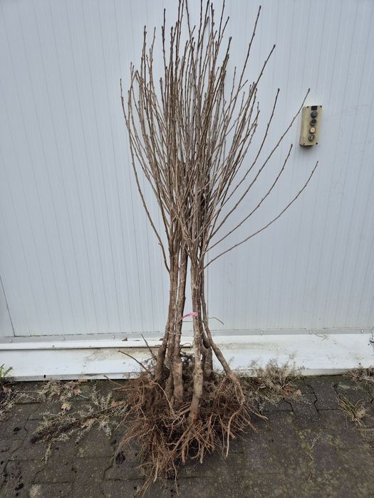 Wiśnia Łutówka Nefris