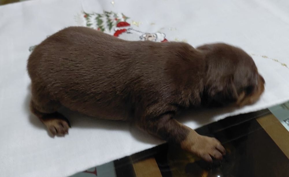 Pincher Mini menino Chocolate