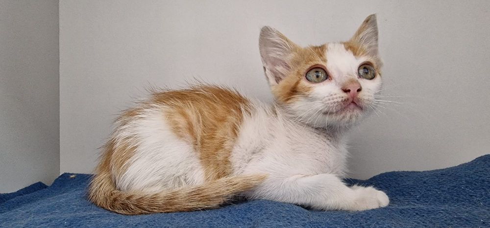 Croquete- gatinho bebé para adoção