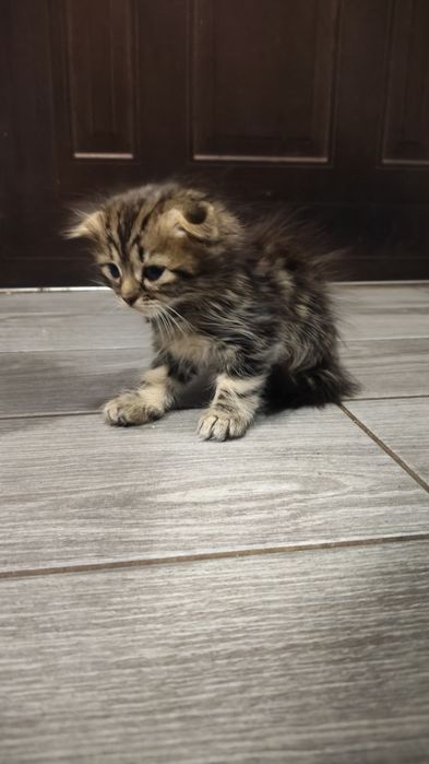 Кошенята в добрі руки