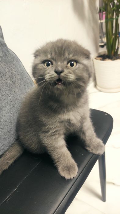 Шотландский красавчик