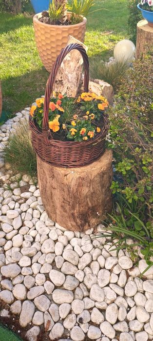 Pieniek z drewna, okorowany.