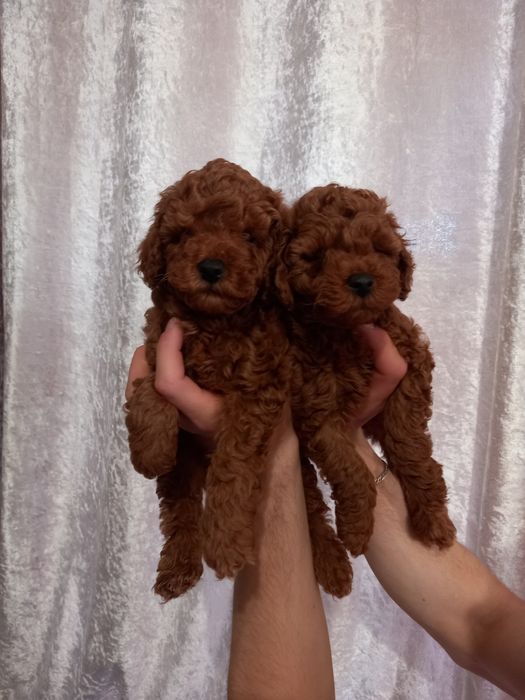 Щенки той пудель Ред и Ред Браун