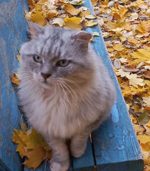 Жоржик шукає родину