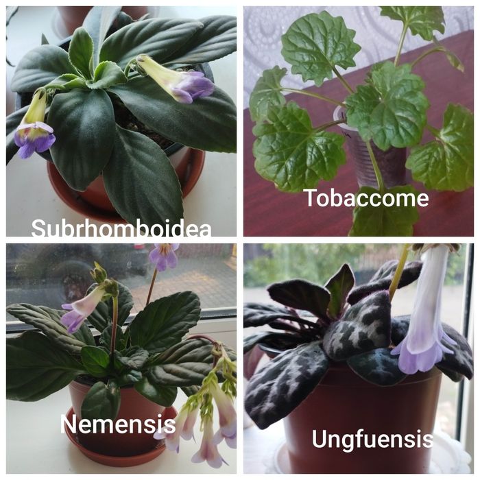 Примуліна хірита