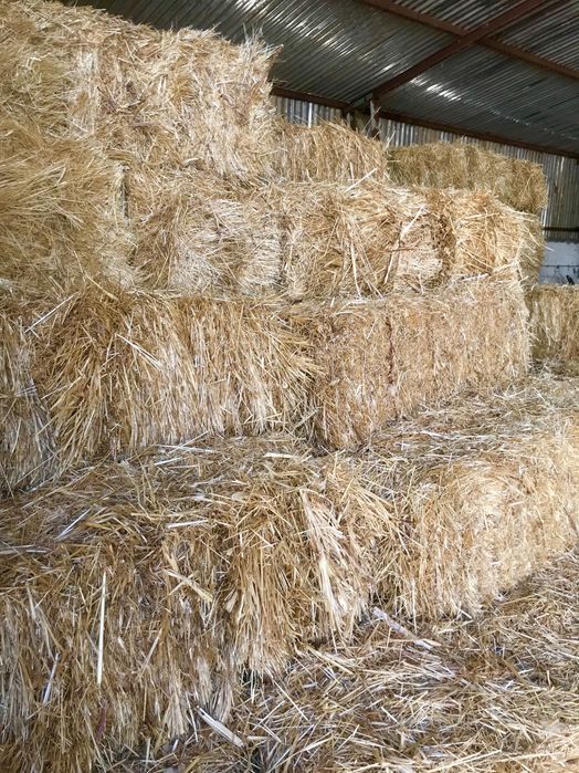 Fardos palha pequenos (feno)