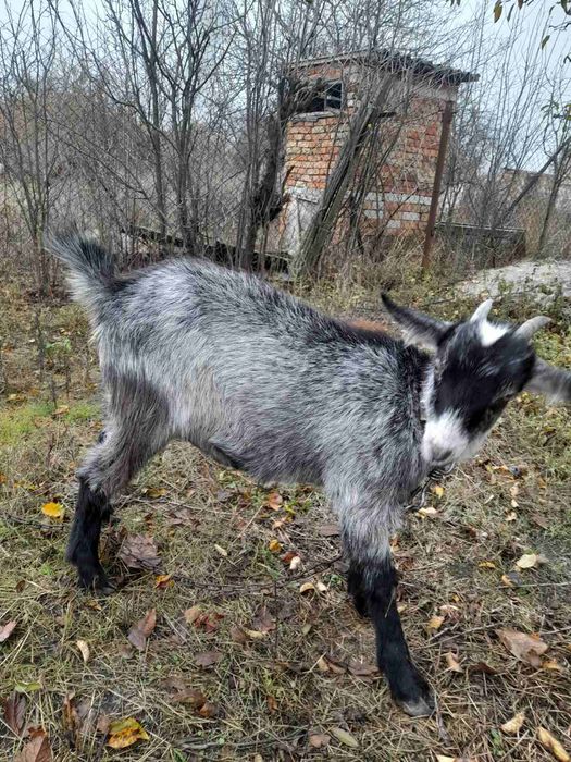 Продам дві кози та одного козла,і сепаратор