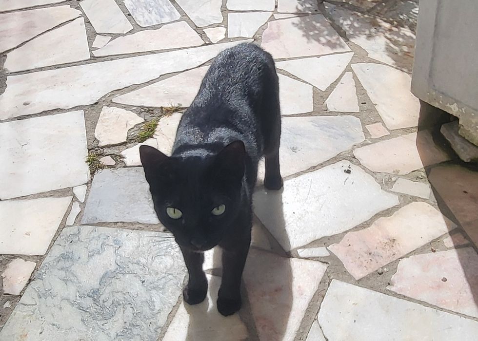 Gatinha para adoção