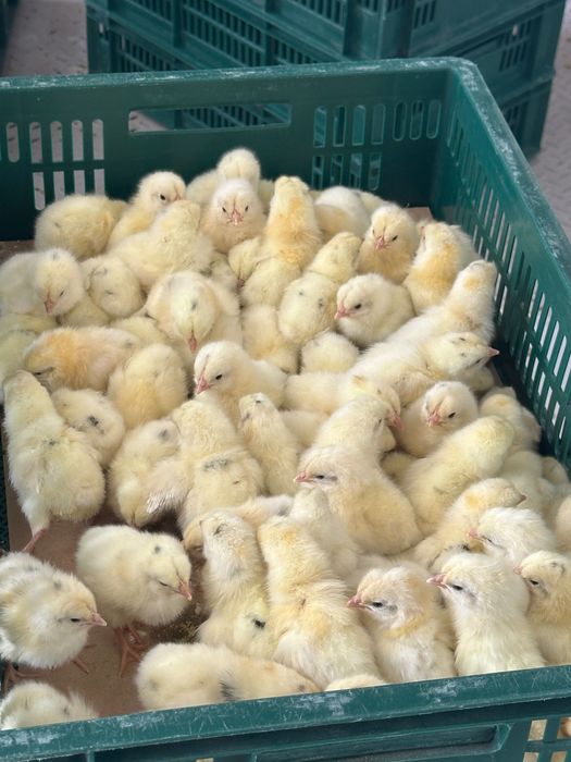 Добові курчата Ломан Сенді Ломан Браун суточные цыплята несушки ПЕТУХИ