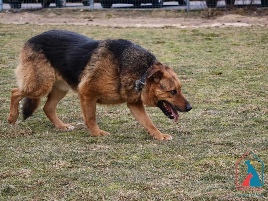 Piesek Loto długo jest w schronisku! Adoptuj!