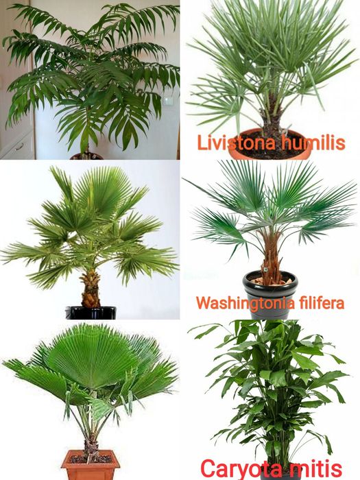 Набор семян: кариота, ливистона, трахикарпус, хамедорея и вашингтония