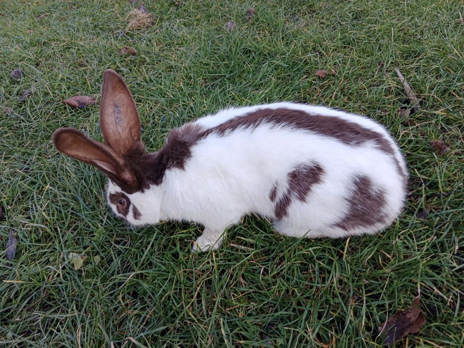 Samiec WJS rodowód wysyłka
