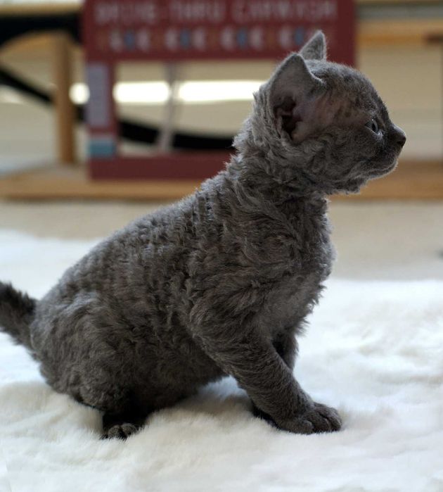 Kocurek Devon rex  rodowód