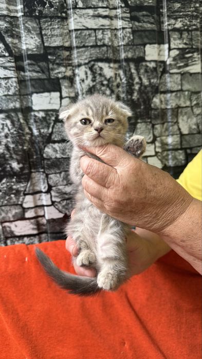 Котята британцы