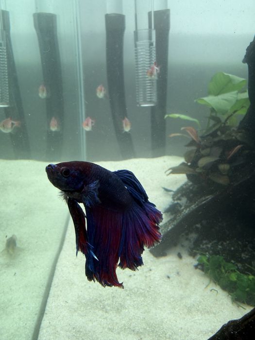 Peixe Betta, Azul e Vermelho