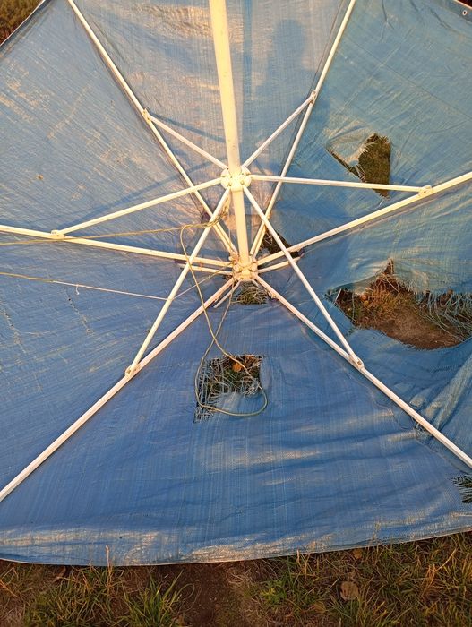 Szkielet parasola kujawiak