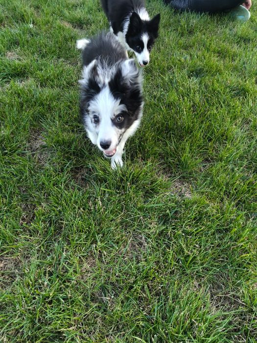 Border Collie suczka blue merle Jellybean