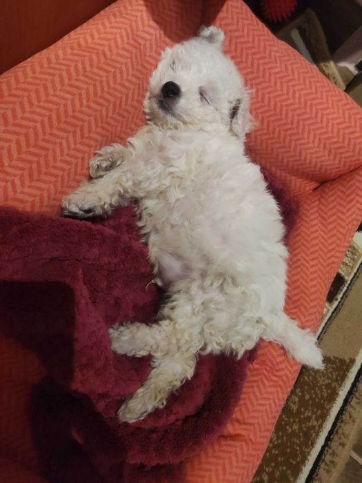 Śliczny bishon frise