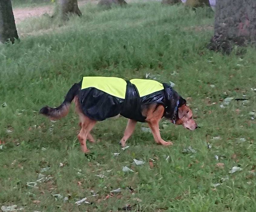 Capa de chuva para cães grandes
