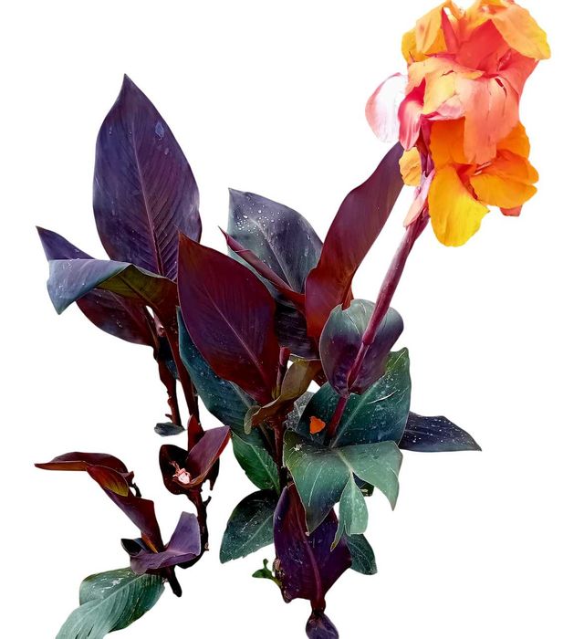 Canna Indica / Cana da India 7 variedades