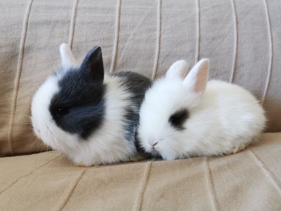 KIT Coelhos anões mini holandês e angorá lindíssimos e muito dóceis