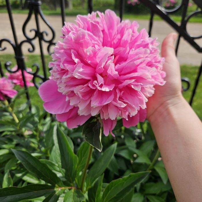 Продам півонію рожеву