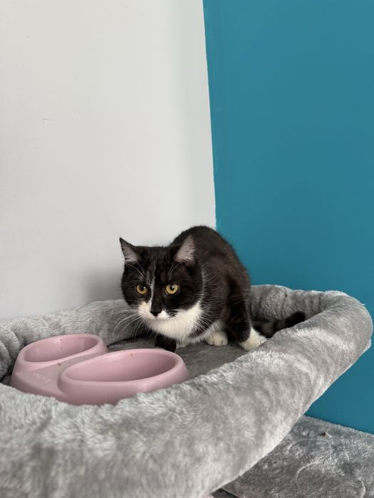 Kotka do oddania czarno buala