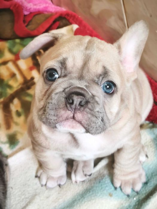 Маленькая принцесса. Французский бульдог