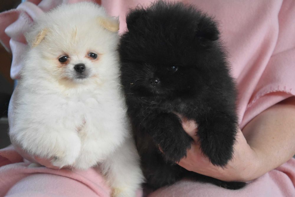szpic miniaturowy pomeranian