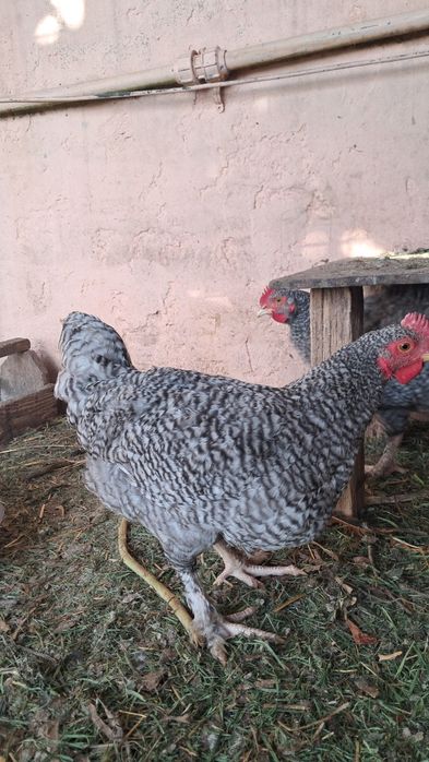 Galos malines.     .