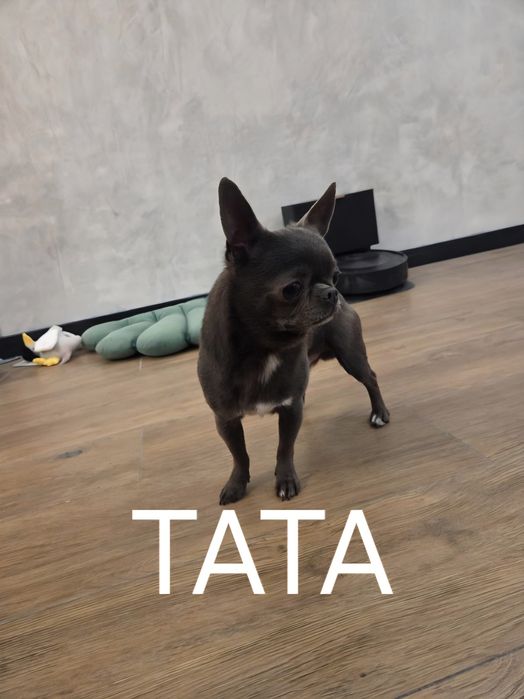 Chihuahua czekoladowy długo włosy piesek