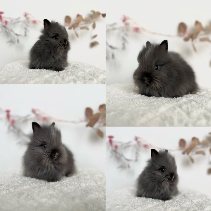 Mini kroliczki domowe Rasowe Karzełki Teddy oraz Mini lop