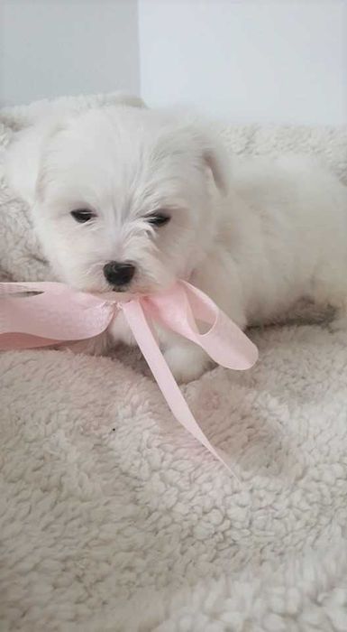 Piękna Mini Sunia Maltańczyk, Pełna dokumentacja.