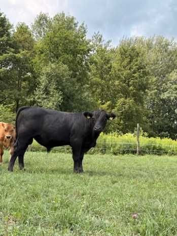 sprzedam byka Angus Czarny