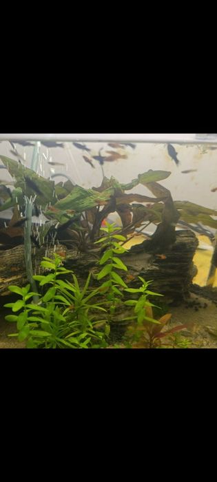 Molinezja, mieczyk narybek 1-2cm