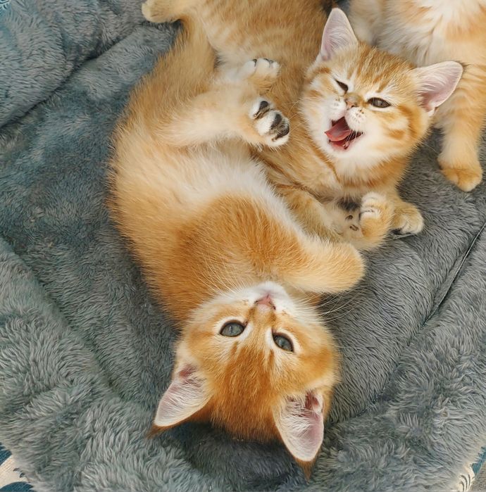 Малюки Британська Золота Шиншила