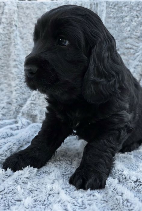 Dziewczynka cocker spaniel angielski