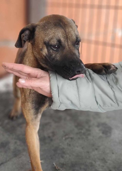 Pilne ! Remik błaga o dom...