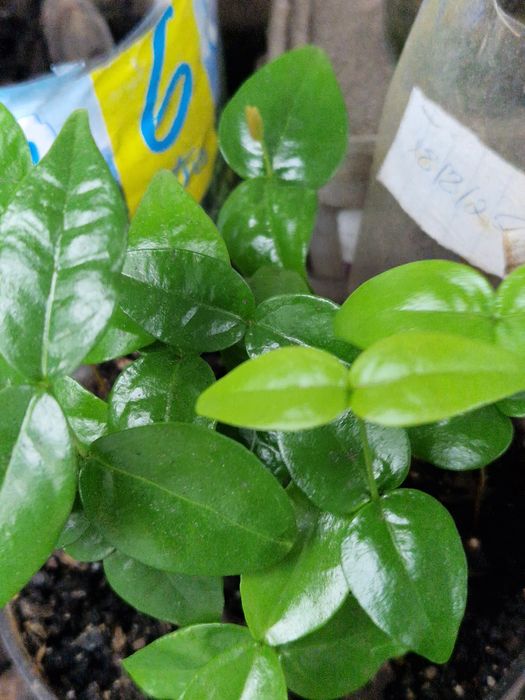 Mudas de pitanga preta