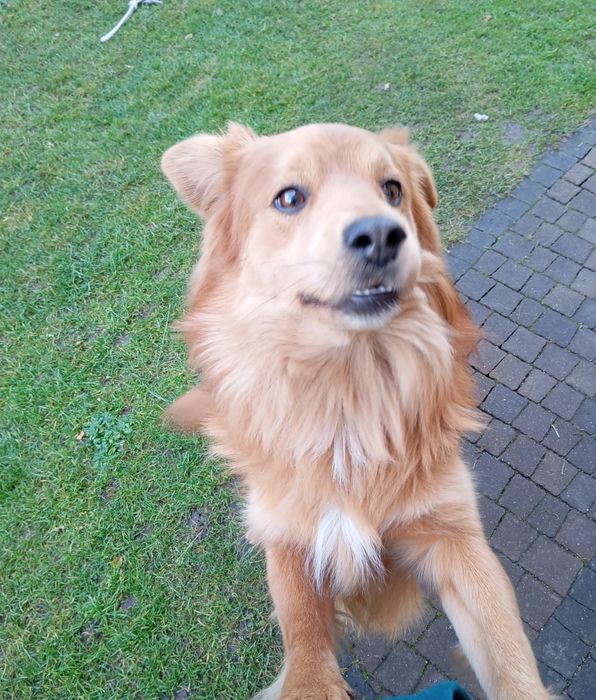 Zaginął pies widoczny na zdjęciu