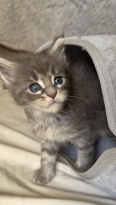 Кошенята породи Мейн-кун