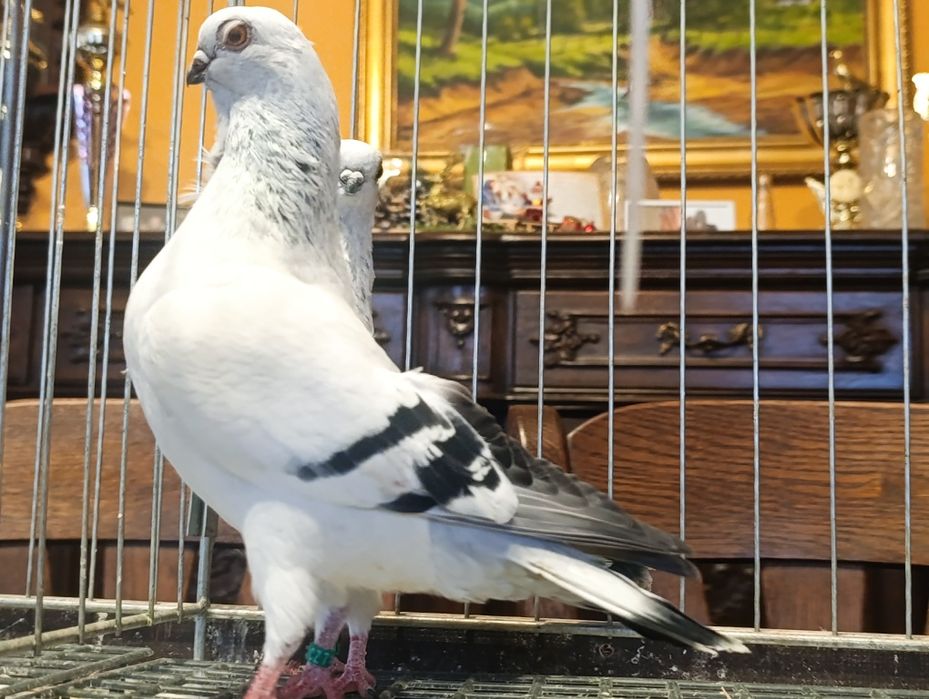 Mewka, mewki włoskie, wysyłam, gołębie ozdobne