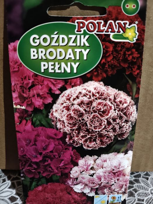 Goździk brodaty pełny