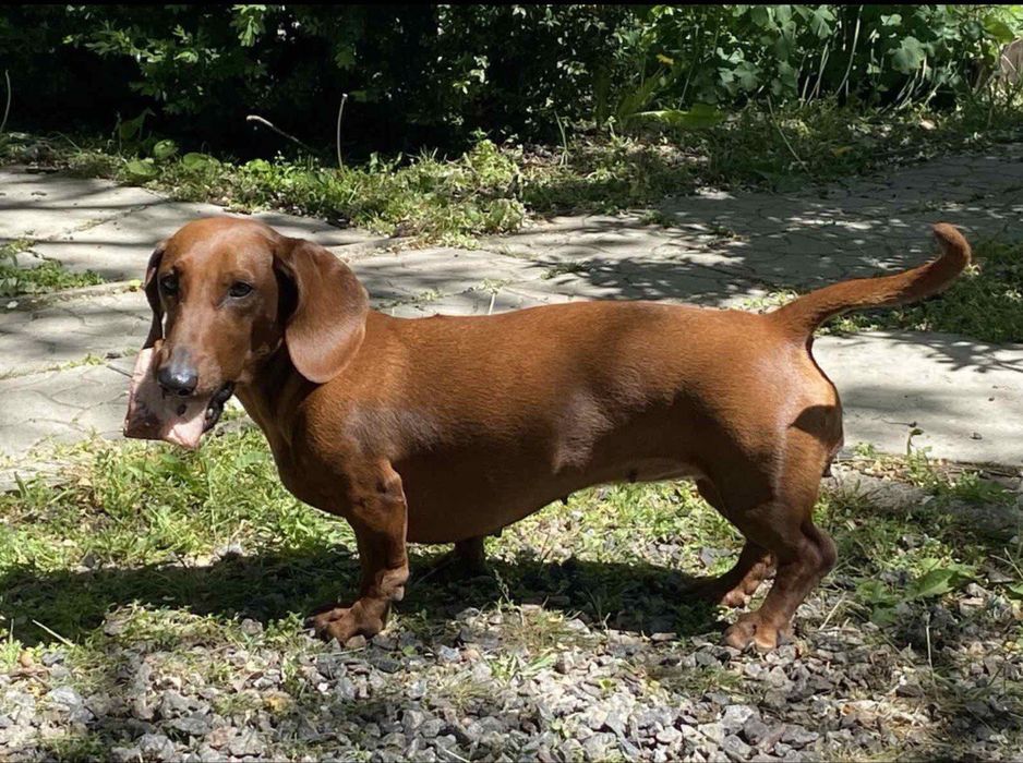 Отдам щенков таксы