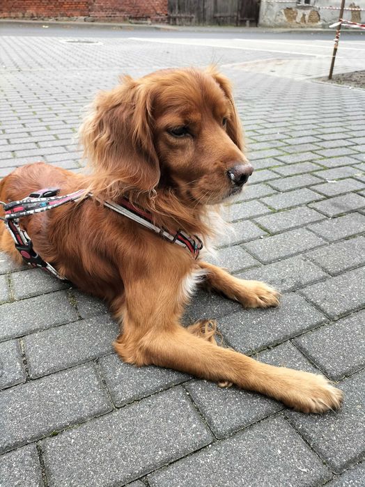 pies w typie Cocker spaniela angielskiego PILNE